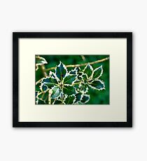 Holly leaves Framed Print