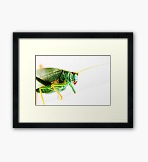 Insect Framed Print