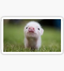 Cute Baby Pig Sticker