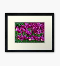 Tulips Framed Print