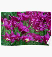 Tulips Poster