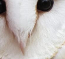 "Curious Barn Owl " By Hummingbirds | Redbubble