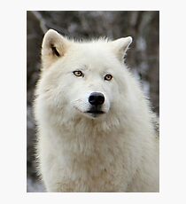 Arctic Wolf Close Up Photographic Print