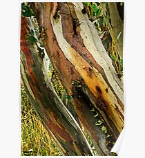 Colours of Wood Poster