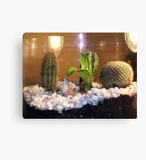 Cactii Teranium Canvas Print