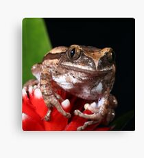 Tree Frog Canvas Print