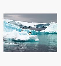 Penguin iceberg Photographic Print