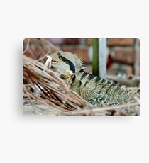 Lizard having a meal Canvas Print