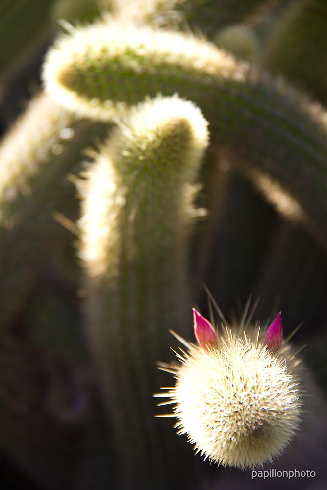 In pussy cactus 