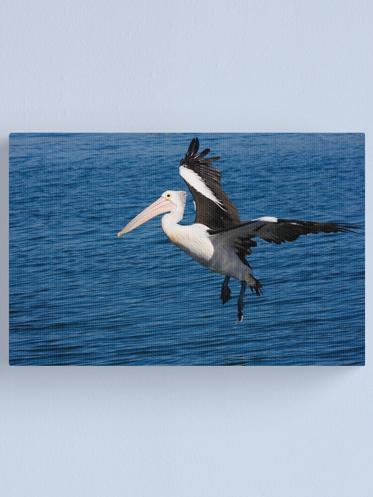 Alternate view of Pelican at Wagonga Inlet, Narooma Canvas Print
