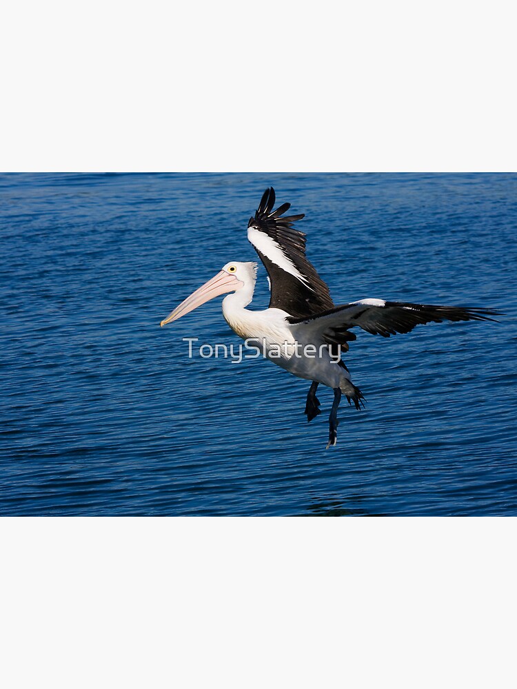Pelican at Wagonga Inlet, Narooma by TonySlattery