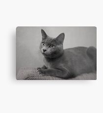 Russian Blue Metal Print