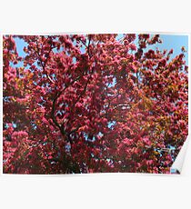 Blossoms up Poster