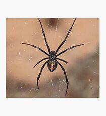 Black Widow Photographic Print