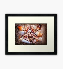 Seashells of Sanibel Island Framed Print