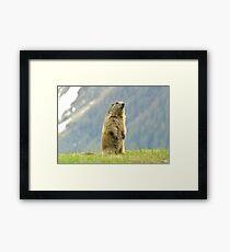 Marmot Framed Print