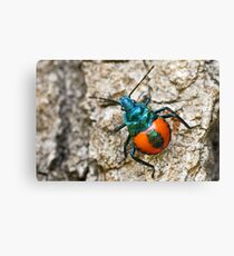 Beetle Leinwanddruck