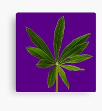 LUPINE Canvas Print