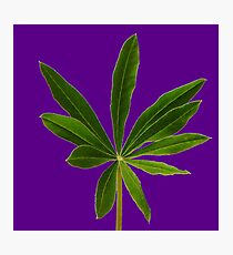 LUPINE Photographic Print
