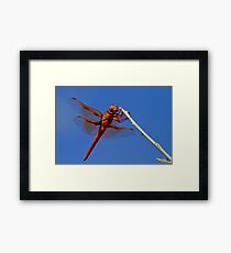 Male Flame Skimmer Dragonfly Gerahmtes Wandbild