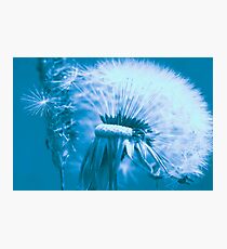 Dandelion Photographic Print