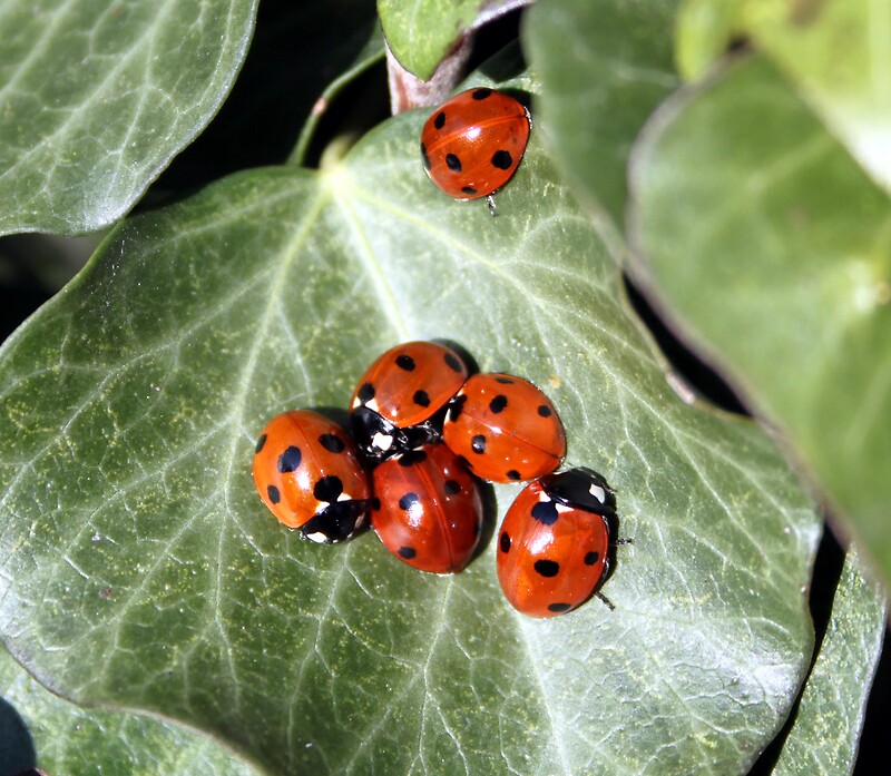 ladybirds-by-markp382-redbubble