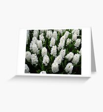 Heavenly Hyacinths - Keukenhof Gardens Greeting Card