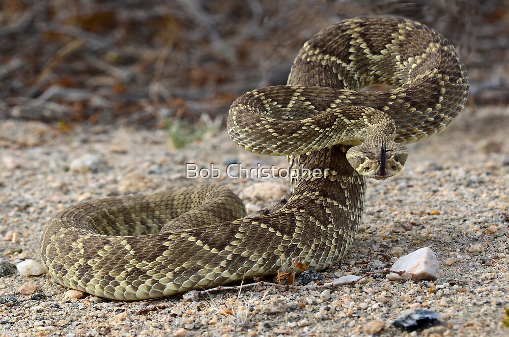 "Mohave Green Diamondback Rattlesnake Ready and Willing" by Bob