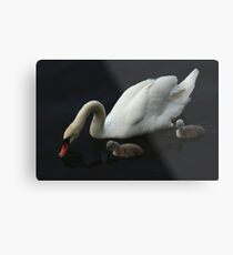 White Swan With Signets Metal Print