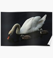 White Swan With Signets Poster