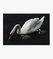 White Swan With Signets Photographic Print