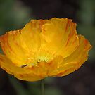 Art of Seduction by Mandy Brown