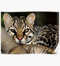 Ocelot Poster