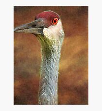 Vigilant Photographic Print