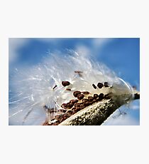 Milkweed Seeds Photographic Print