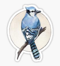 Blue Jay Sticker