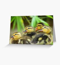 Duckling Quack-tette Greeting Card