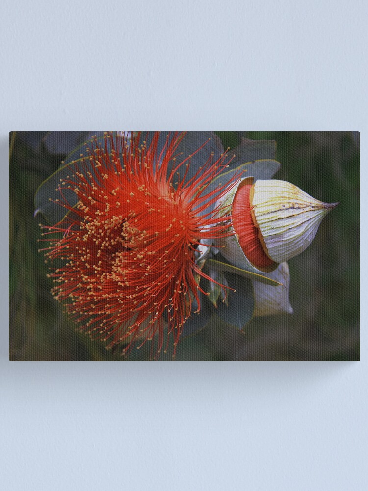 Alternate view of Eucalyptus macrocarpa Canvas Print