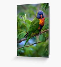 Rainbow Lorrikeet Greeting Card