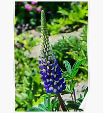 Blue Lupins Poster