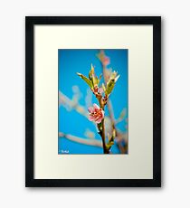 Peach Framed Print