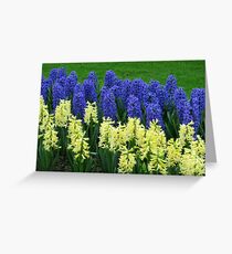 Hyacinths Yellow and Blue - Keukenhof Gardens Greeting Card