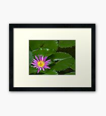 Purple Waterlily Framed Print