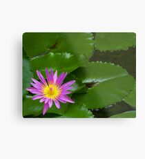 Purple Waterlily Metal Print