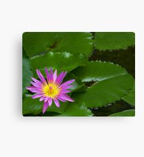 Purple Waterlily Canvas Print