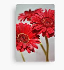 Three red Gerberas Canvas Print