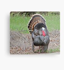 "Handsome Tom" Metal Print