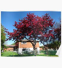 Bursting Blooms Poster