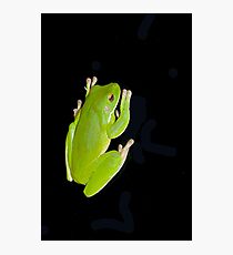 Froggie in the dark Fotodruck