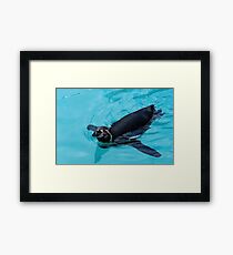 Penguin Framed Print